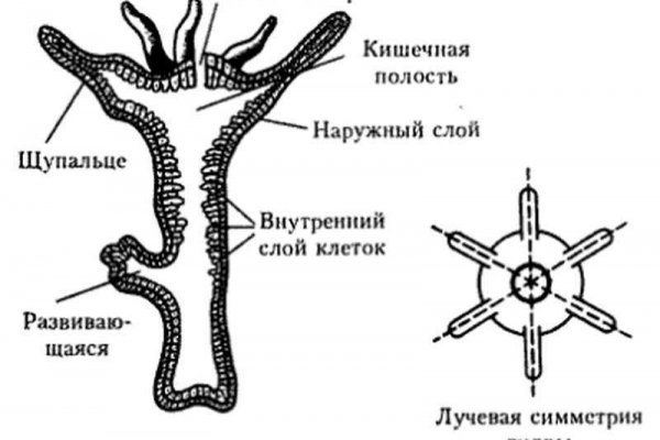 Как открыть ссылку с кракена